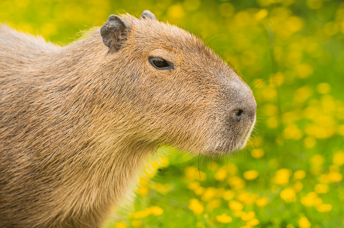 Картинка новостей