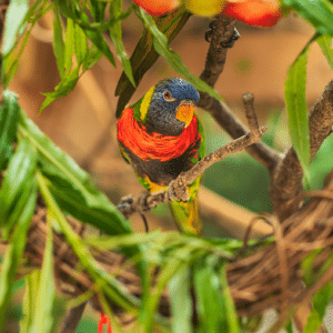 Lorikeet Kingdom