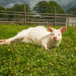 Albino Wallaby