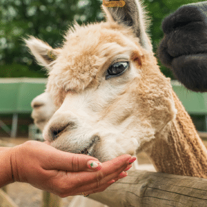 Alpaca Nibbles & Cuddles