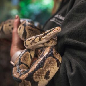 Reptile Meet and Greet